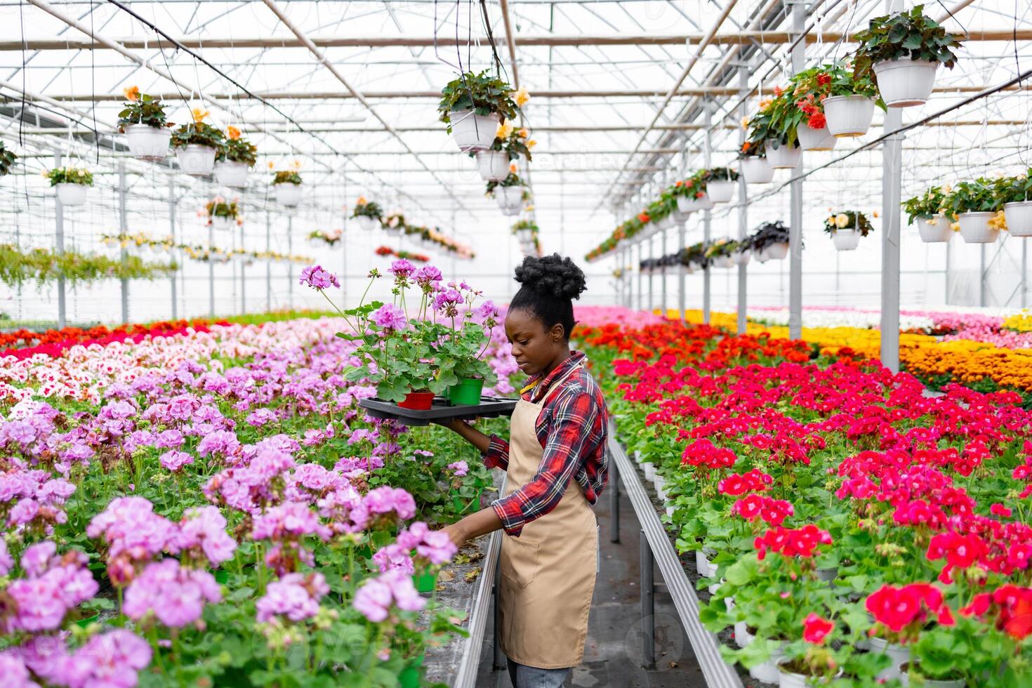 An African-American woman tends to flowers inside a vibrant, colorful greenhouse. Rows of blooms create a lush, cheerful scene. photo