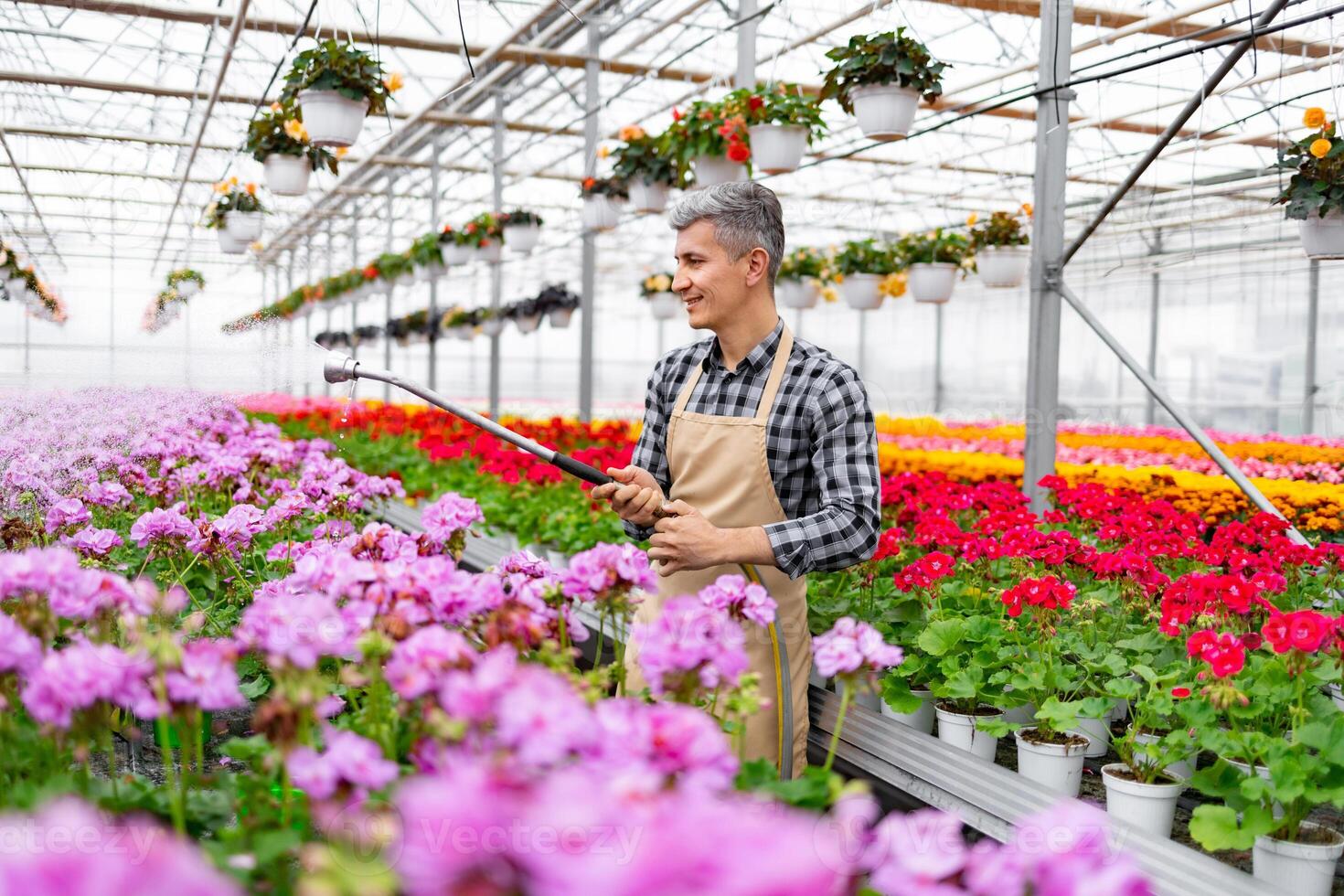 A smiling gardener watering flowers in a greenhouse. Rows of colorful blooms and hanging baskets create a vibrant setting. photo