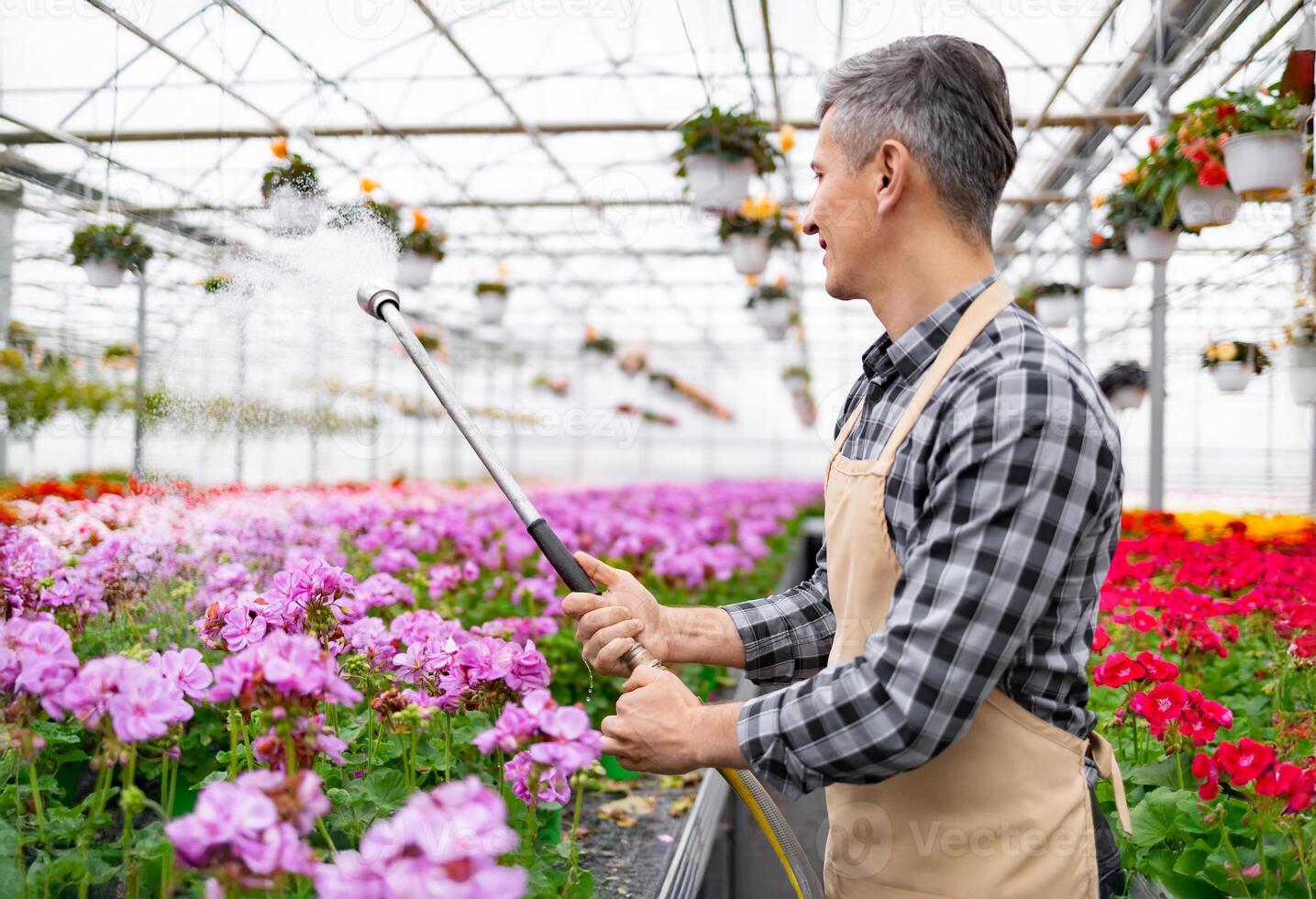 A gardener waters pink geraniums in a greenhouse. Flowers are in full bloom, creating a vibrant scene. A peaceful and healthy environment. photo