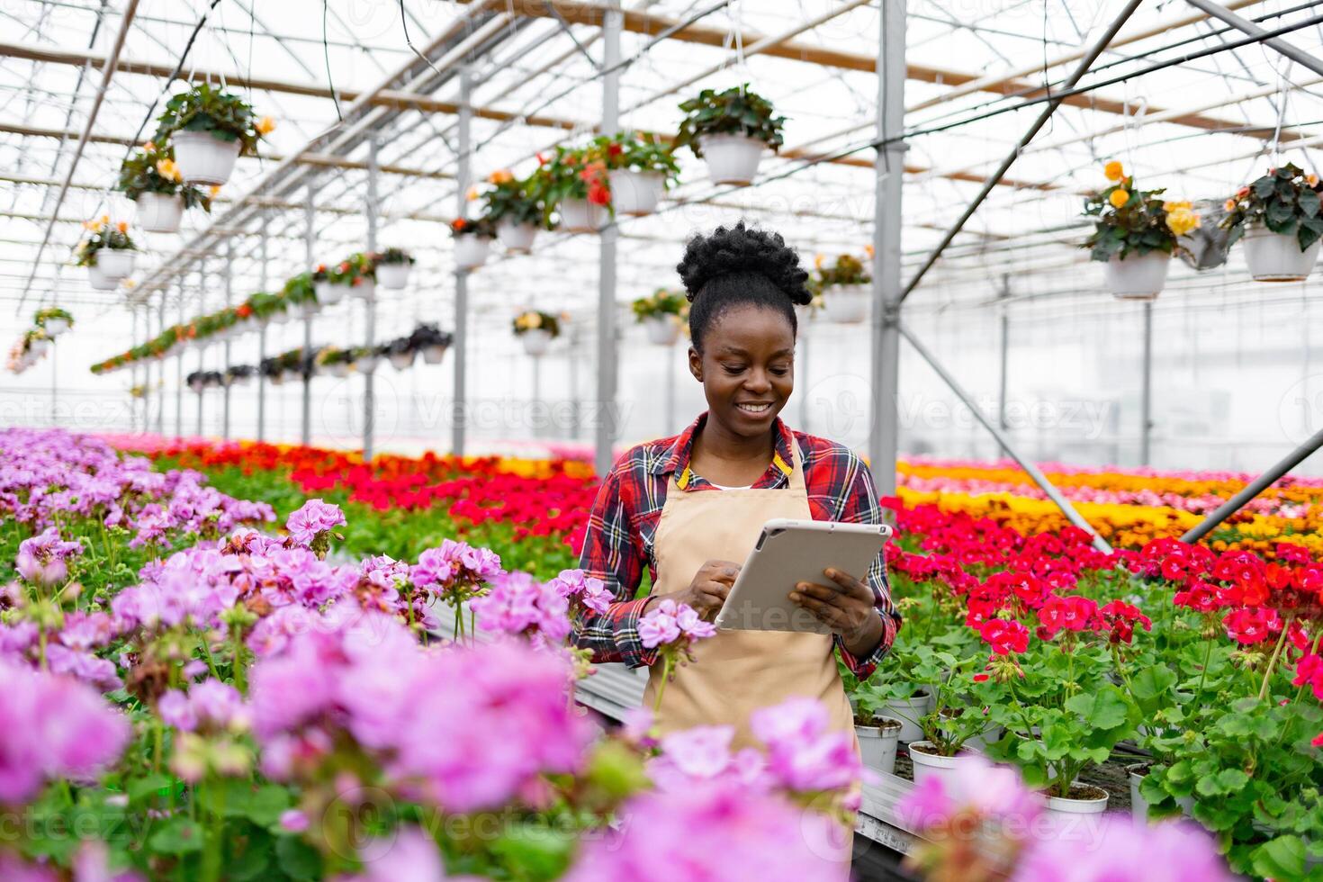 An African American woman in a greenhouse, using a tablet to inspect colorful flowers. photo