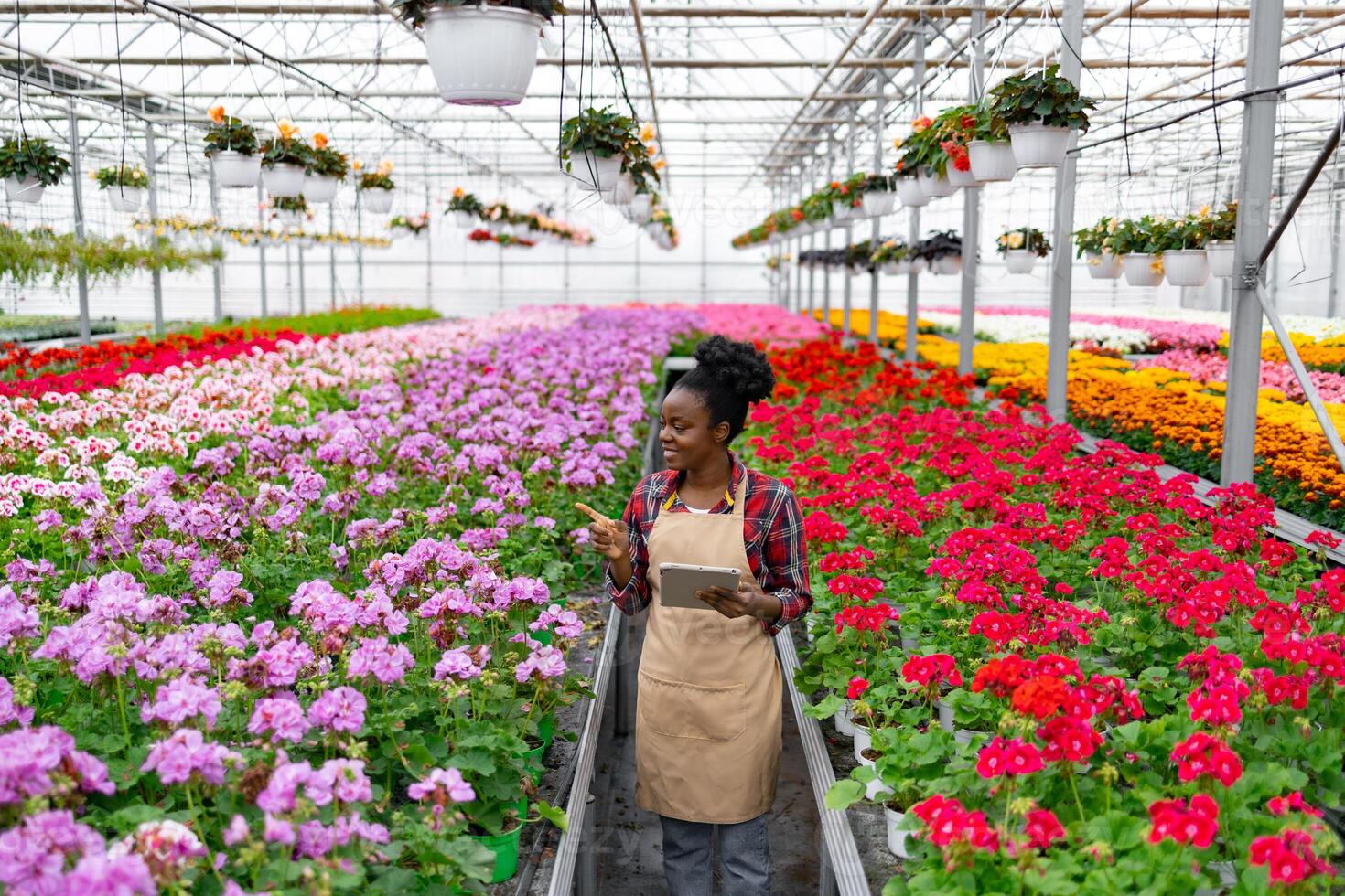 An African-American woman examines rows of colorful flowers in a vibrant greenhouse, pointing at some of them. photo
