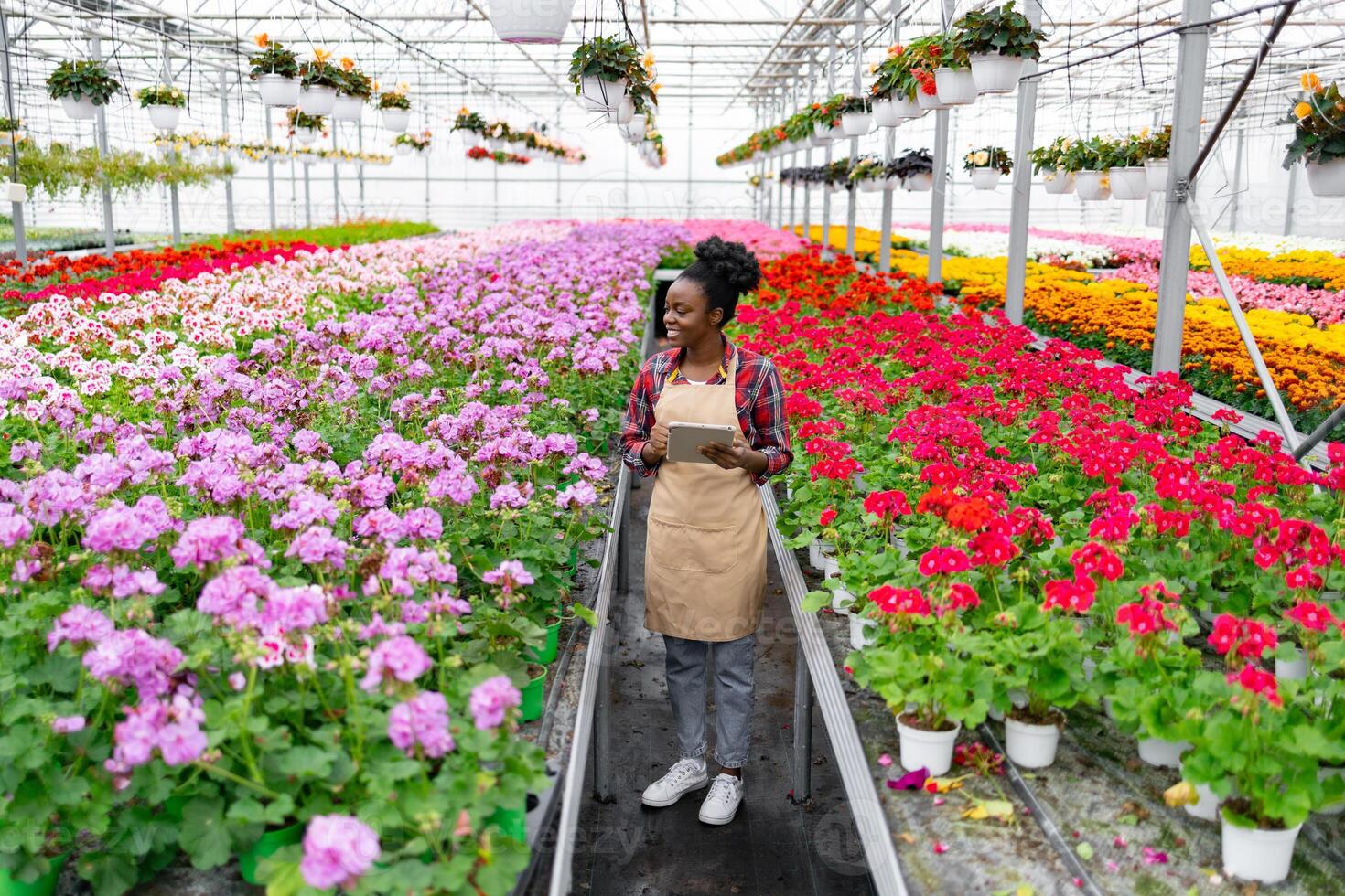 An African American woman surveys vibrant rows of colorful flowers in a greenhouse. She holds a tablet, likely assessing plant health or inventory. photo