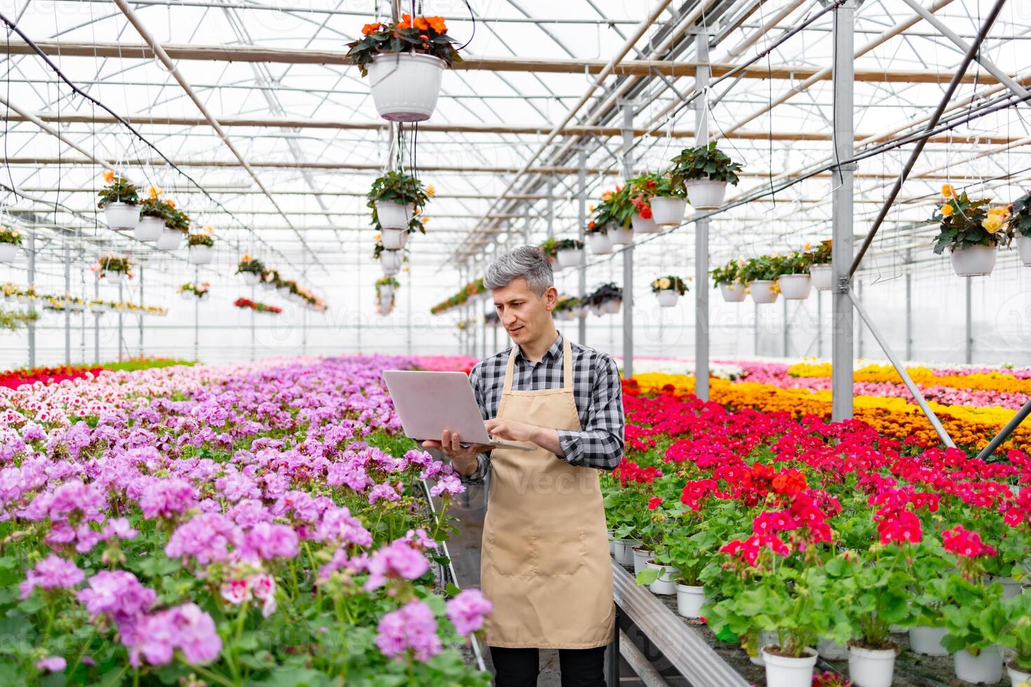 A man in a greenhouse inspects flowers, using a laptop to manage the flora in this colorful environment. Hanging baskets and various blooms create a vibrant scene. photo