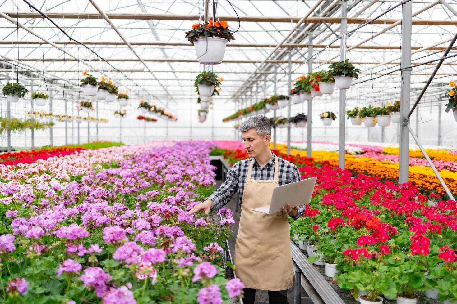 A man tending to plants in a greenhouse, examining them with a laptop. photo