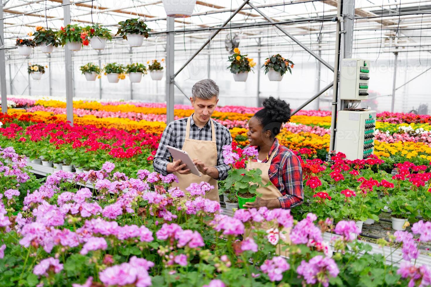 Diverse horticulturalists examine data on a tablet amidst a vibrant greenhouse filled with colorful flowers. photo