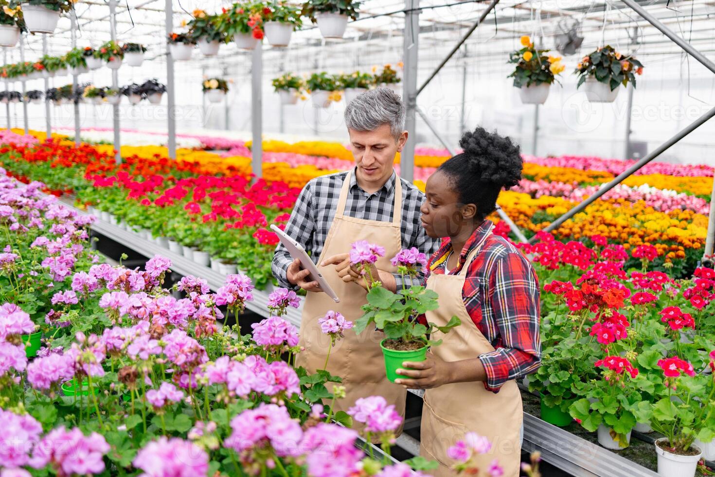 Two botanists in a greenhouse examining a flowering plant together, using a tablet for reference. photo