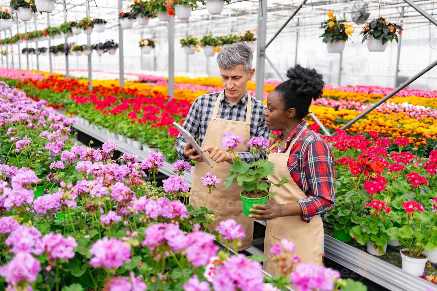Two people in a greenhouse, discussing a plant. They are surrounded by colorful flowers. photo