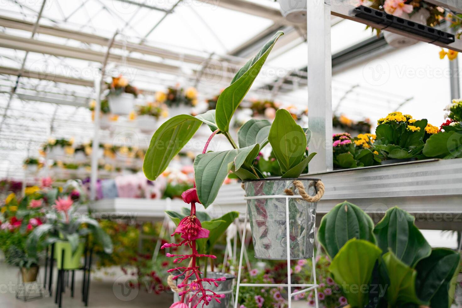 Inside a bright and airy florist shop, showcasing an array of potted plants and hanging flowers for sale. photo