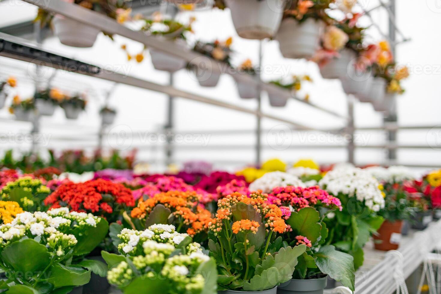 A vibrant florist shop scene showcasing a variety of colorful blooming plants in pots, creating a lively and inviting atmosphere. photo
