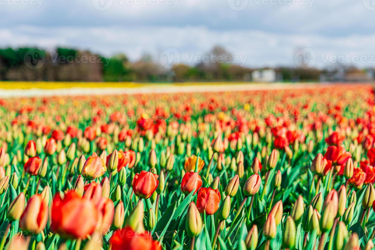 A breathtaking scene of endless red and yellow tulips covering the picturesque landscape in the Netherlands, creating a stunning display of vibrant colors and natural beauty. photo