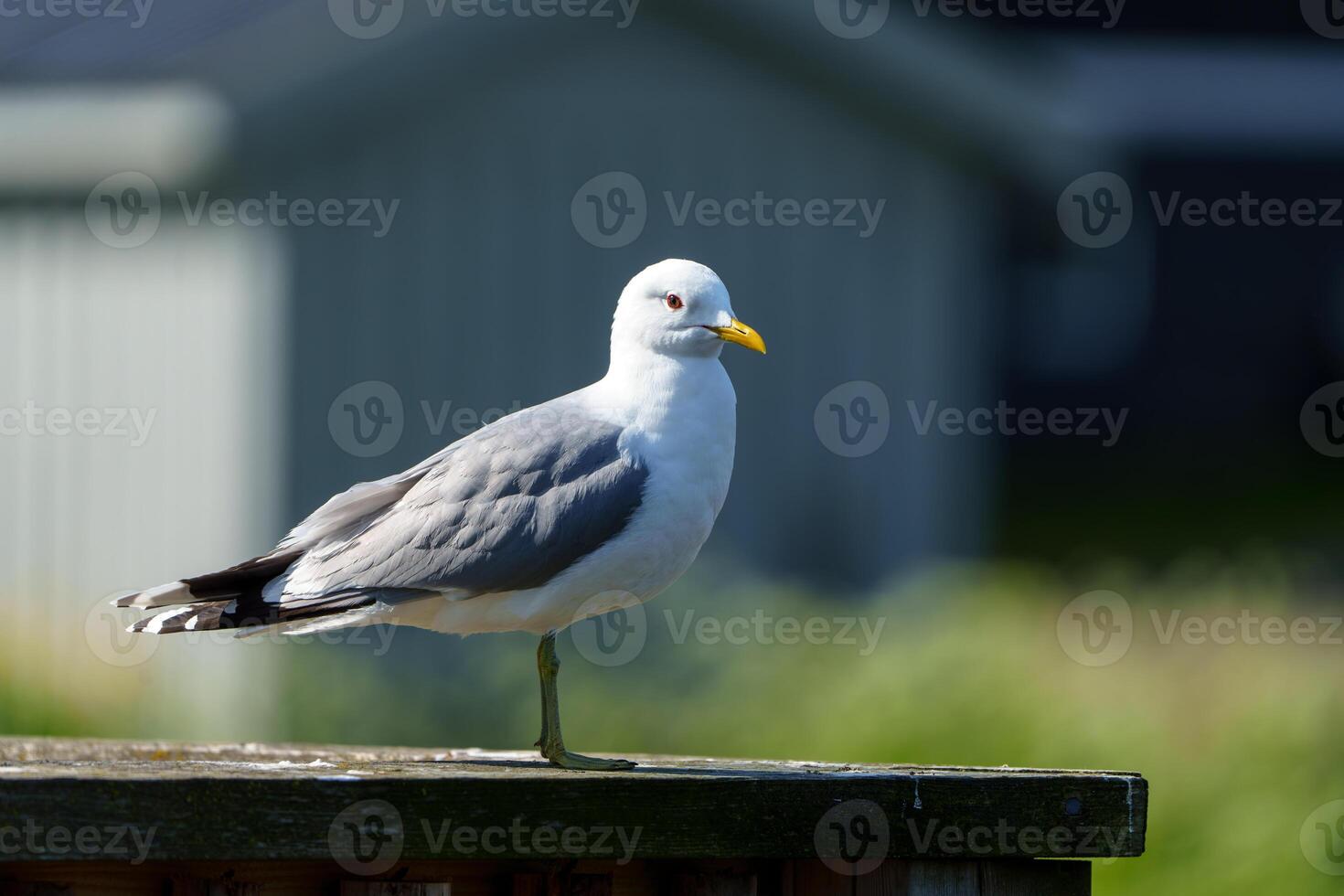A close-up photograph featuring a Northern Norwegian seagull, showcasing its stunning and intricate feather patterns with a blurred background, highlighting the unique beauty of this bird. photo