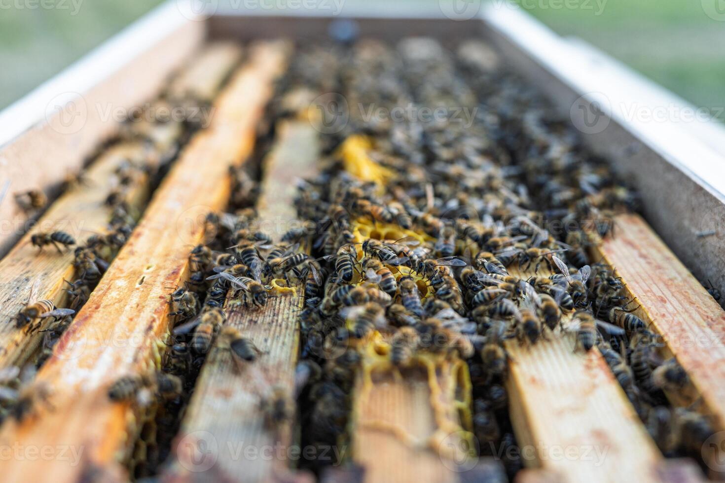 A close-up showcases beekeeping, with bees working on honeycomb frames inside the hive. This scene emphasizes the importance of bees in honey production and apiculture. photo