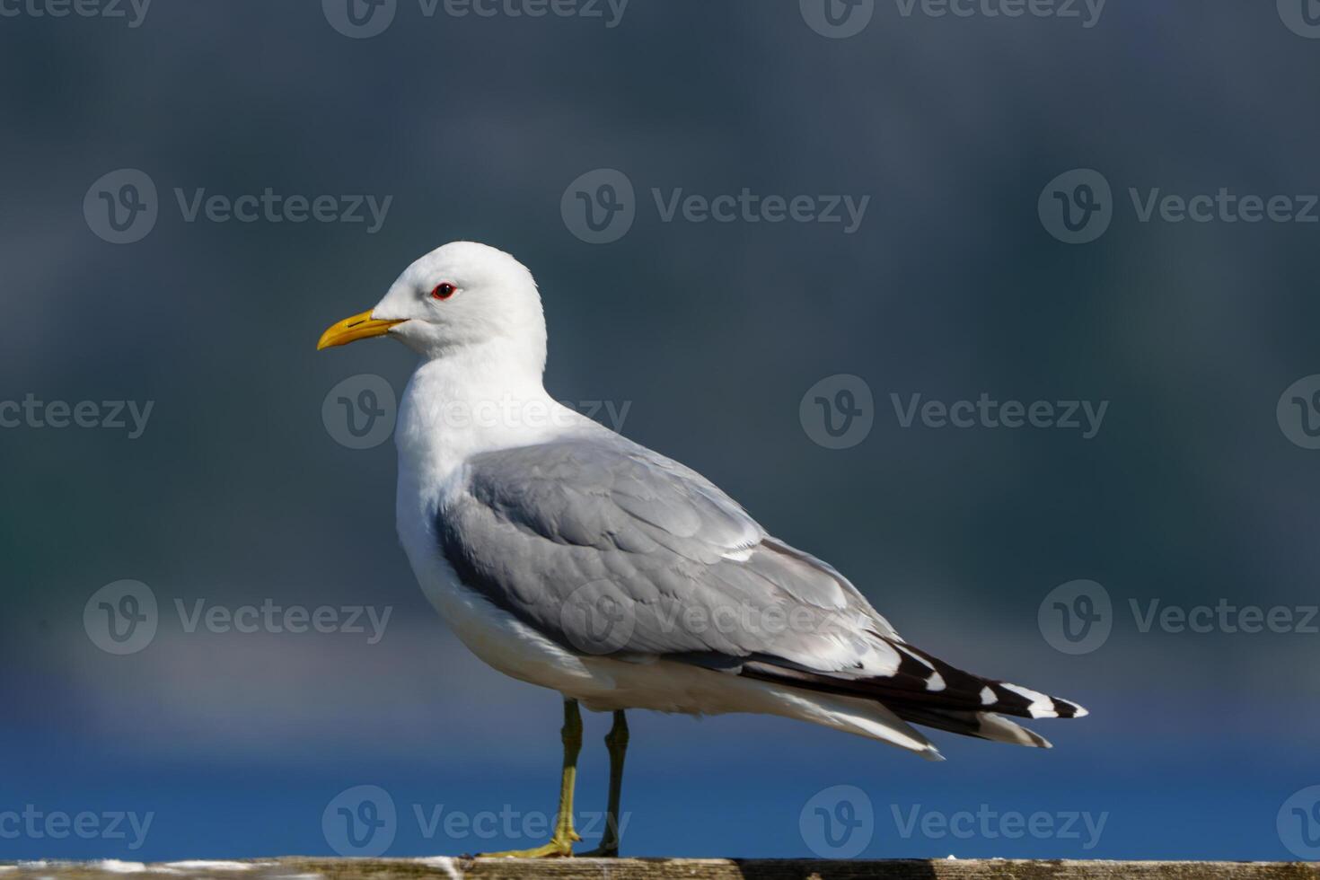 Close-up view of a northern Norwegian seagull showcasing intricate feather patterns on a sunny day at the coast, with a clear blue sky in the background photo