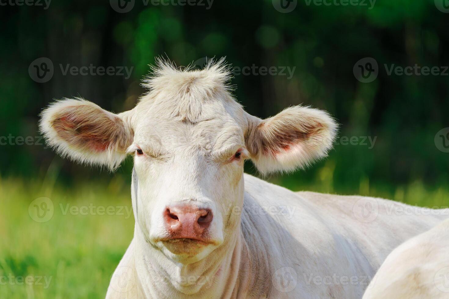 A tranquil moment captured as a herd of white French meat cows take a break and graze on the fresh green grass under the radiant sun of a beautiful summer day in the countryside photo