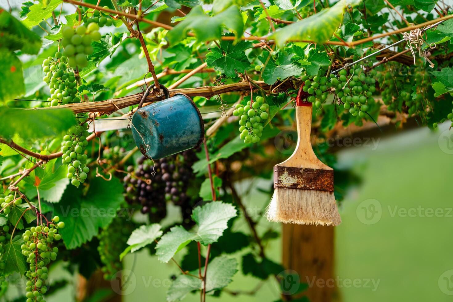 A beautiful and serene view of a well-maintained vineyard inside a spacious greenhouse, creating a charming scene against the backdrop of the idyllic northern regions photo