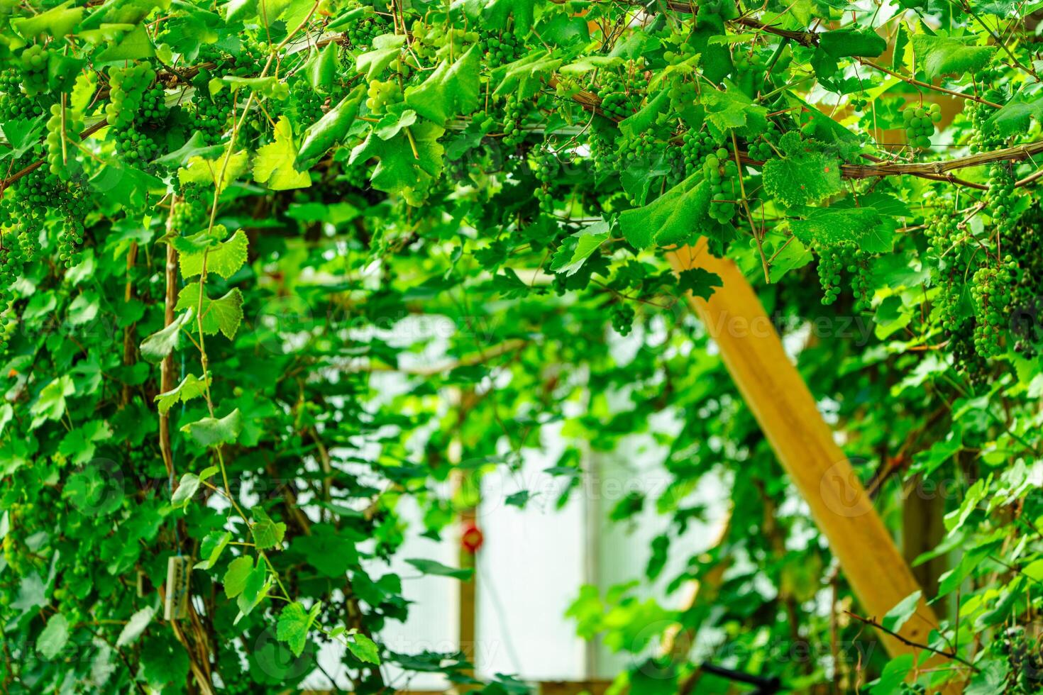 Behold the breathtaking beauty of a greenhouse vineyard set against the backdrop of a northern country, where the serene landscape and thriving greenery create a stunning visual contrast. photo