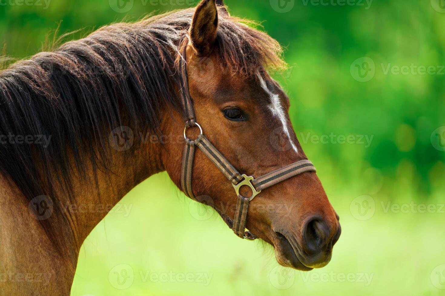 Close-up portrait of a magnificent brown Thoroughbred horse standing gracefully in the golden summer sunlight, emphasizing the horse's powerful and majestic presence. photo