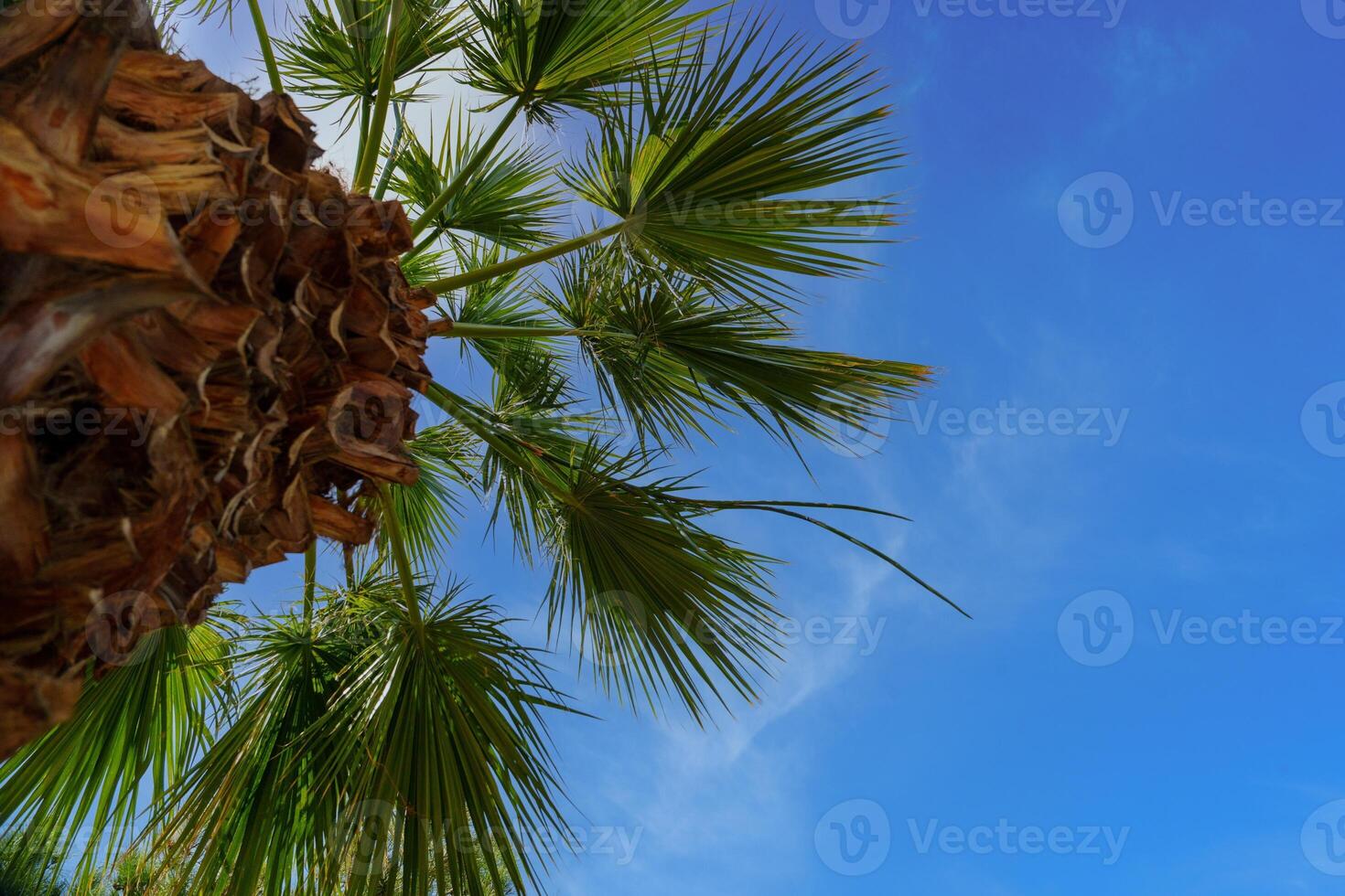 This image showcases a stunning palm tree canopy set against a bright blue sky, embodying the essence of summer and tropical paradise. Perfect for travel and tourism promotions. photo