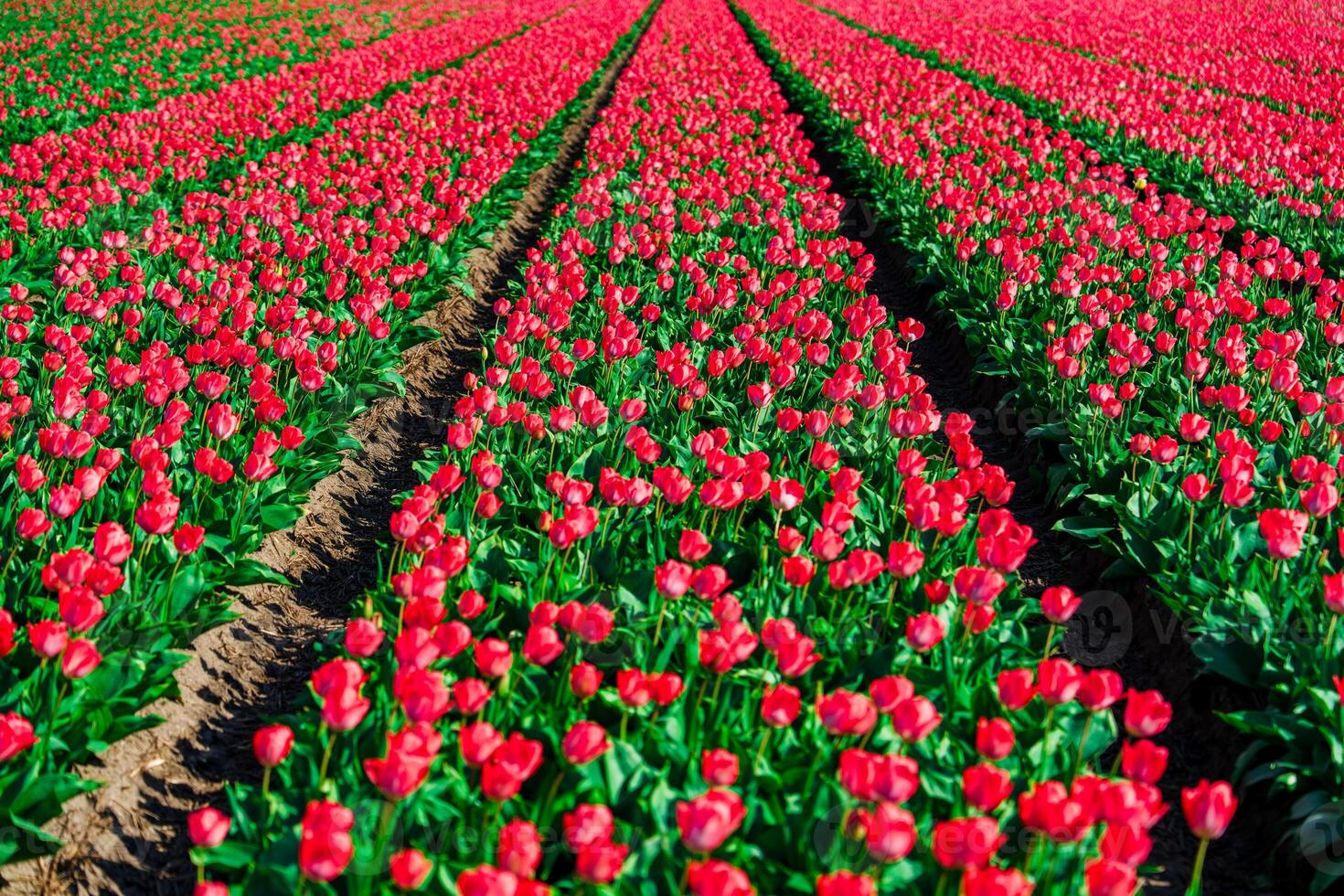 A captivating landscape featuring a mesmerizing view of lush red Dutch tulip fields, providing a splendid springtime vision with stunning natural beauty and captivating colors. photo