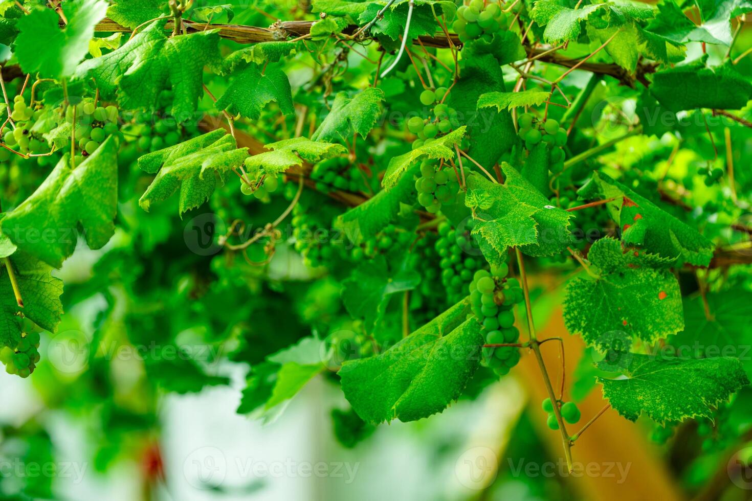 A beautiful idyllic greenhouse vineyard in the northern countryside, offering a stunning setting as the lush green vines create a picturesque backdrop, perfect for a peaceful and serene imagery. photo
