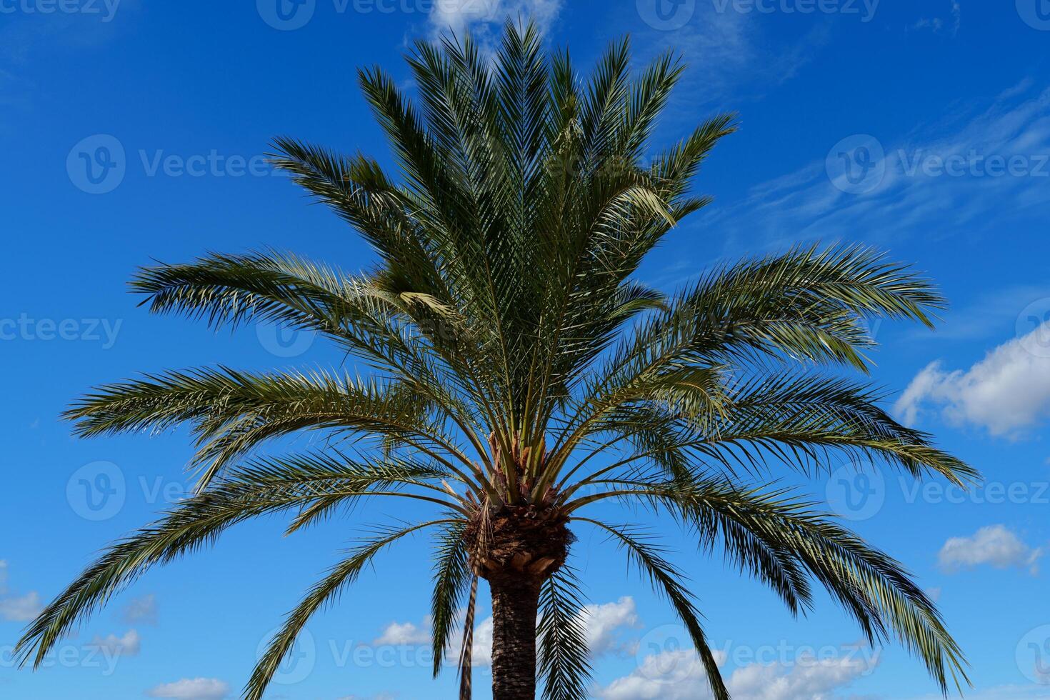 Palm Tree Majesty A Tropical Vistas in Mallorca, Spain s Azure Sky and Verdant Fronds photo