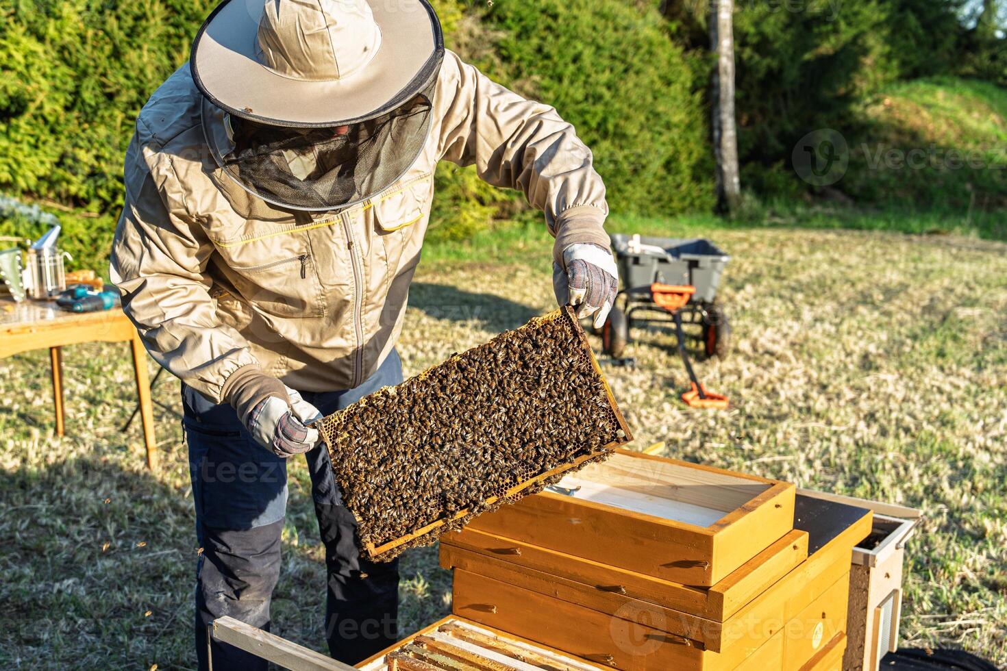 Beekeeper Inspecting Honeycomb Frame Covered with Bees in Apiary for Honey Production photo