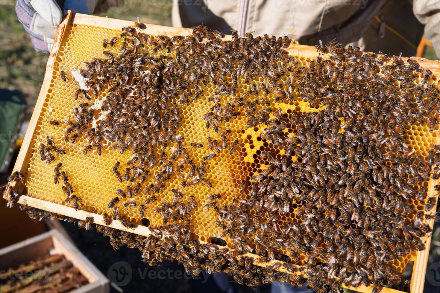 Beekeeping Beekeeper Inspecting Honeycomb Frame Covered with Bees in Apiary on Sunny Day photo