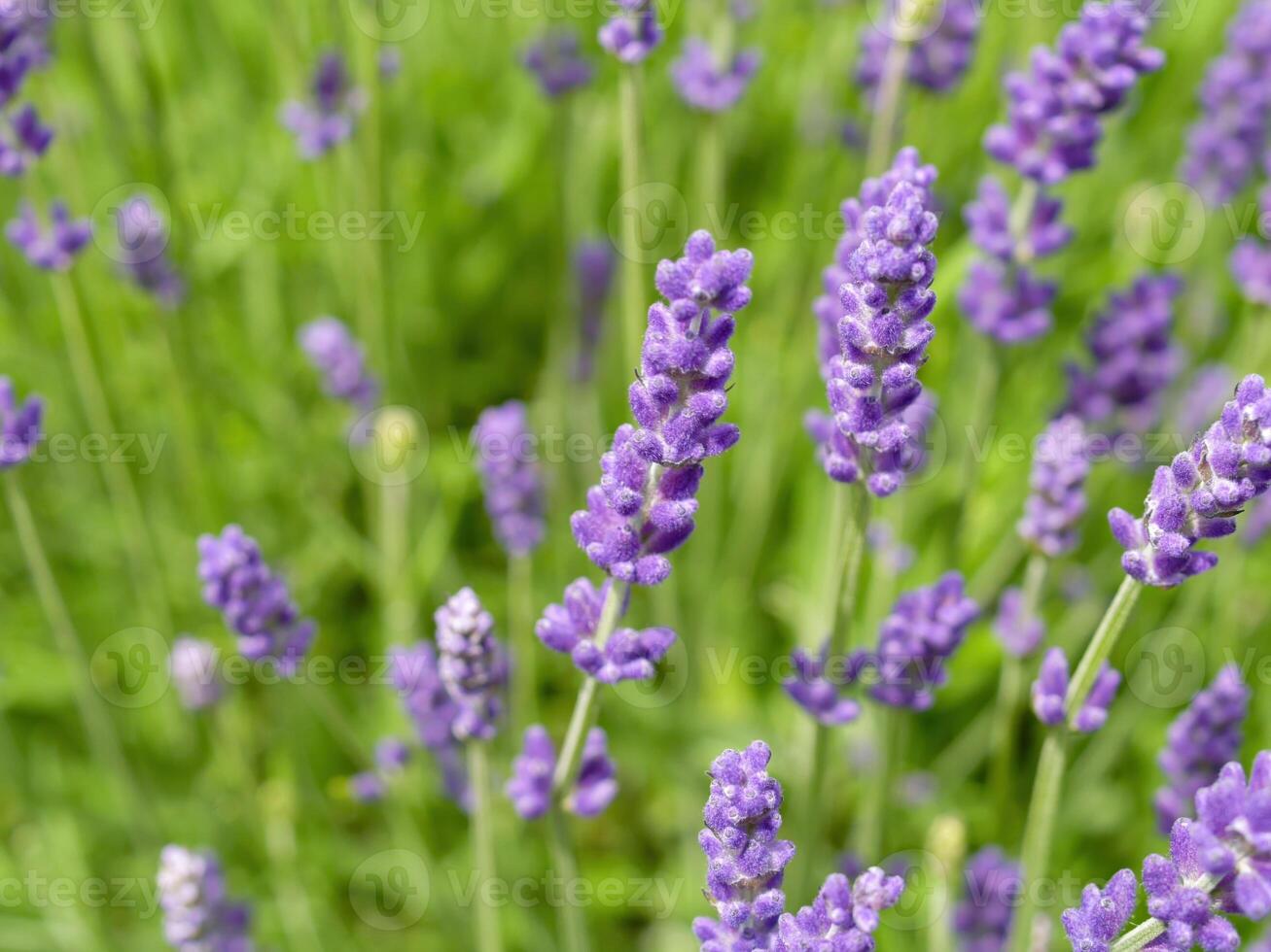 Bunch of purple flowers with green leaves photo