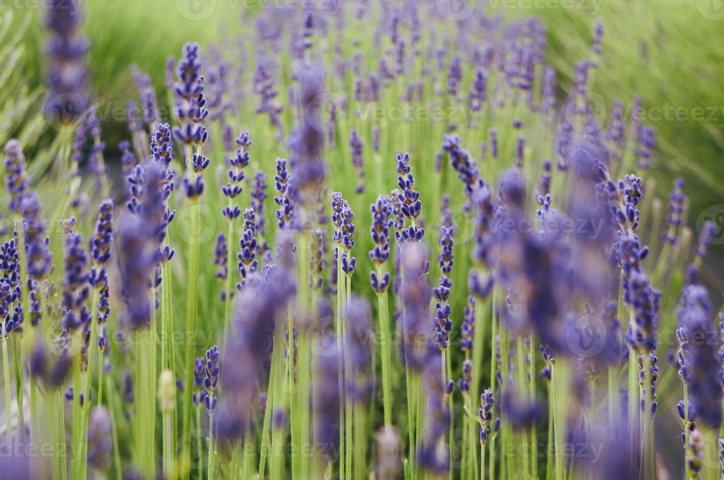 Field lavender flowers with a bright blue sky in the background photo