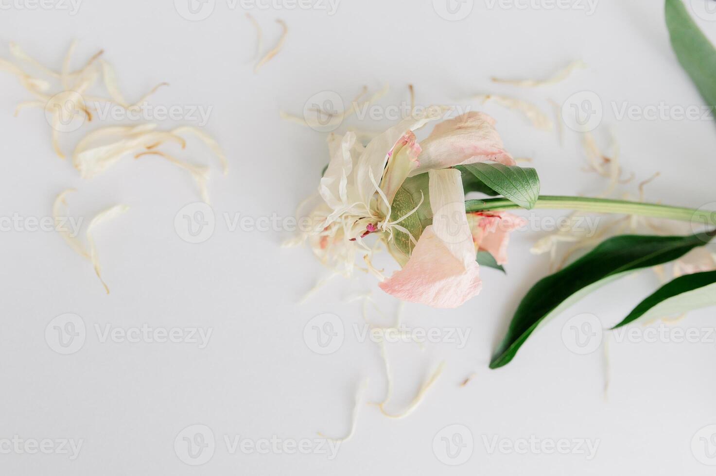 Wilting peony blossom featuring soft pink and cream petals, botanical leaves green against drooping white background, revealing ephemeral pristine elegance flower photo