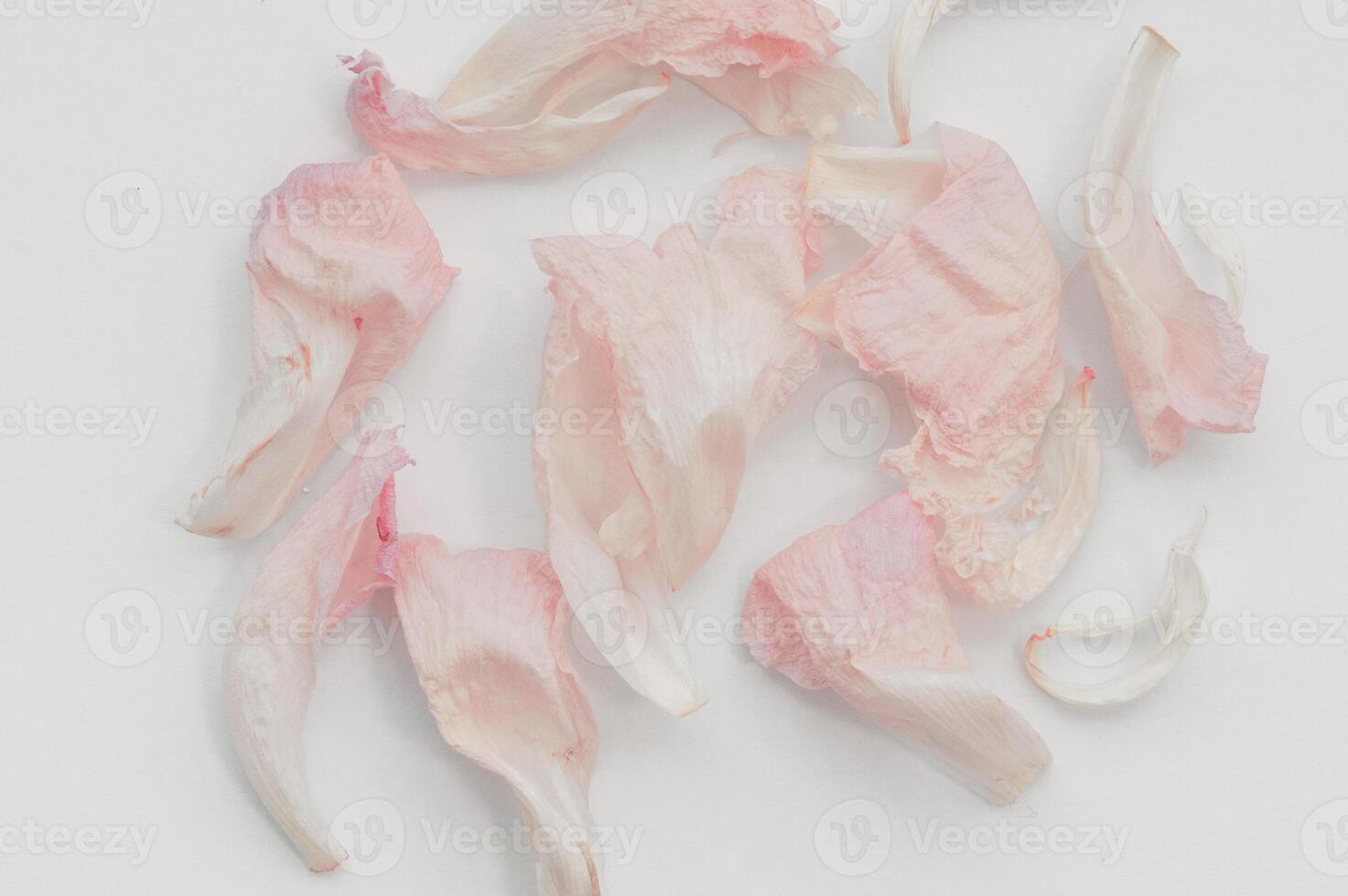 Delicate dried peony pristine blending pink and white, petals scattered on artfully white surface background flower photo