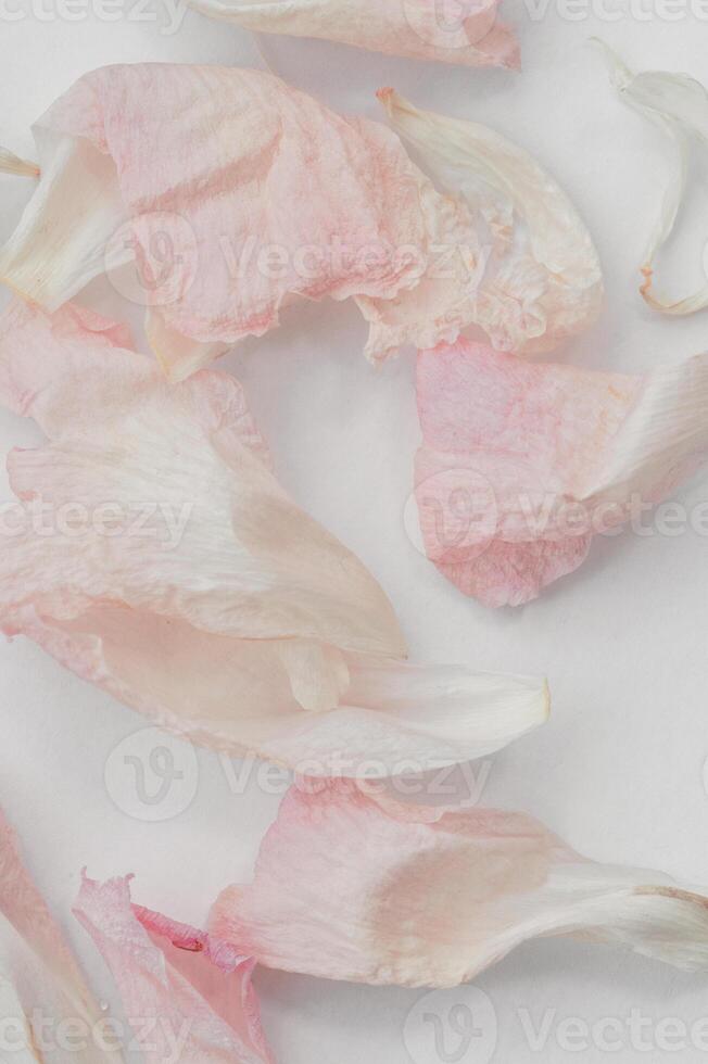 Delicate dried peony petals pristine pink and white, artfully scattered on blending white surface background flower photo