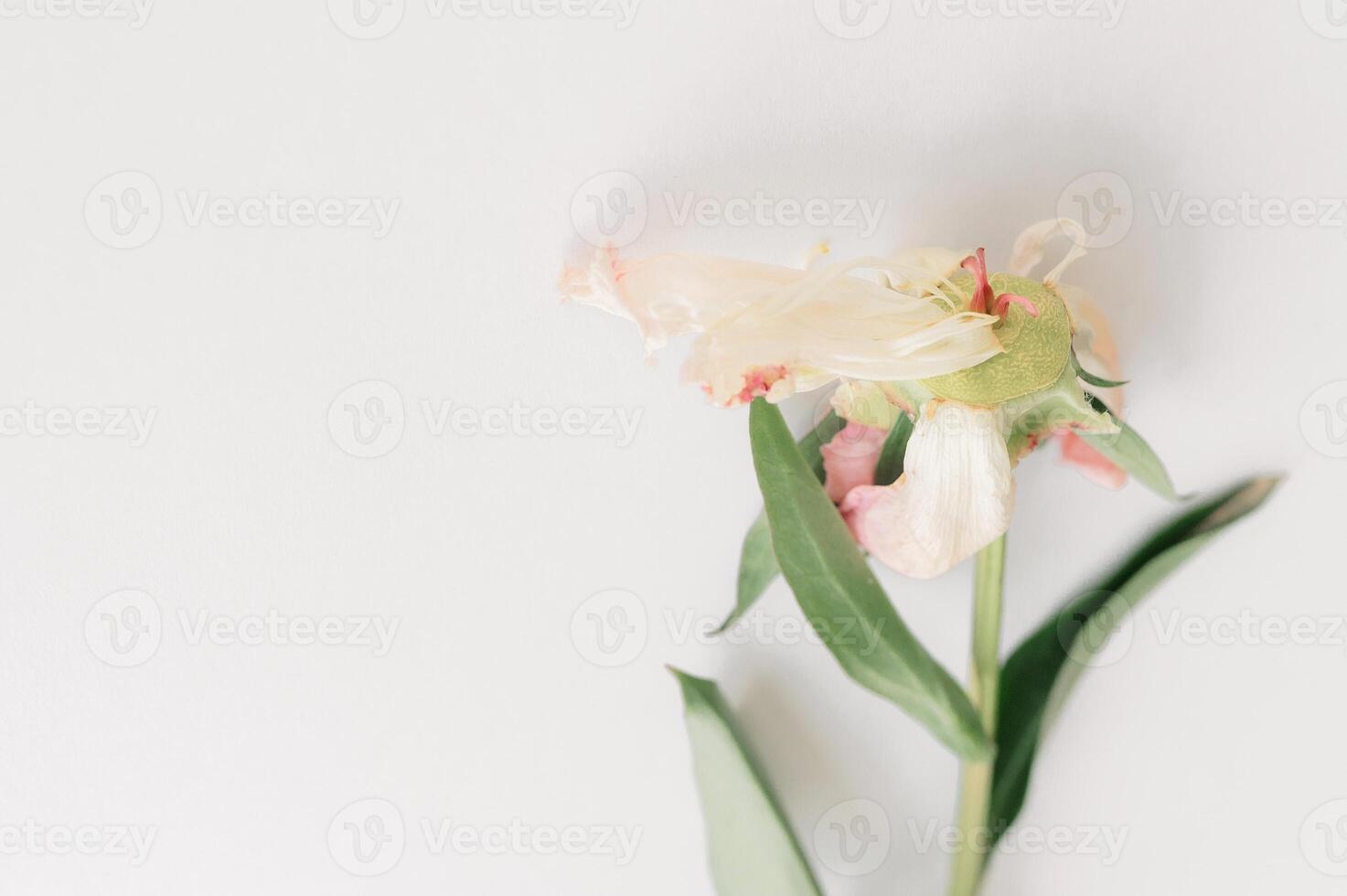 Wilting peony blossom cream soft pink and leaves petals, green white drooping against pristine featuring background, revealing ephemeral botanical elegance flower photo