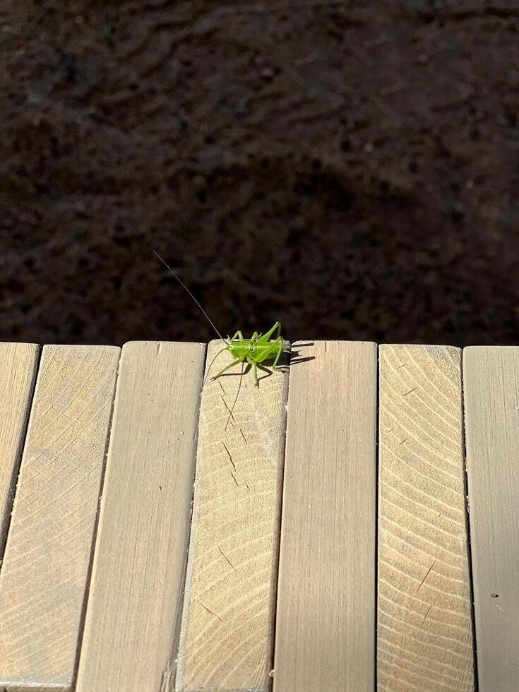 green translucent grasshopper with large antennae, basking in the sun photo