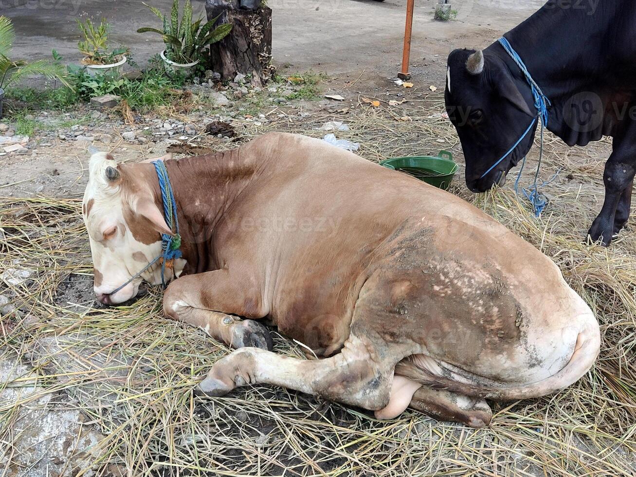 brown cow eat grass. farm animal. photo