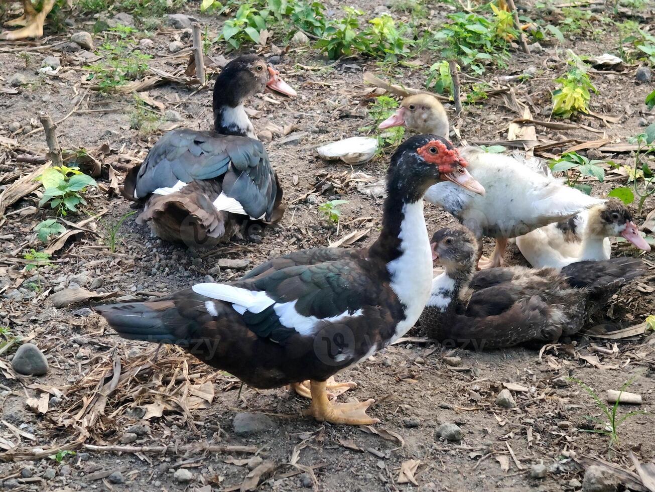 Muscovy Ducks Gathering in a Farmyard photo
