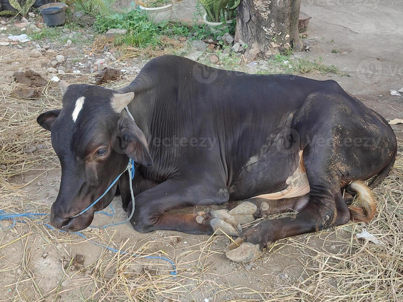 A black cow resting on the ground in a field photo