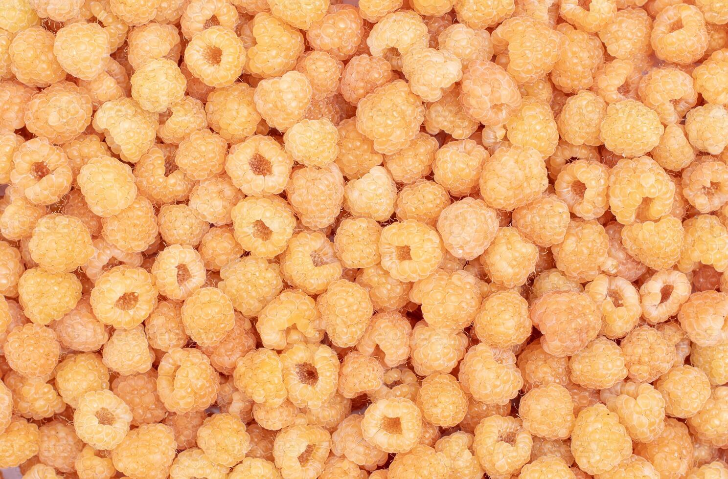 Golden raspberries are densely laid out on surface, creating bright and textured background, demonstrating unique color and delicate structure of juicy berries, the concept of a bountiful harvest, photo