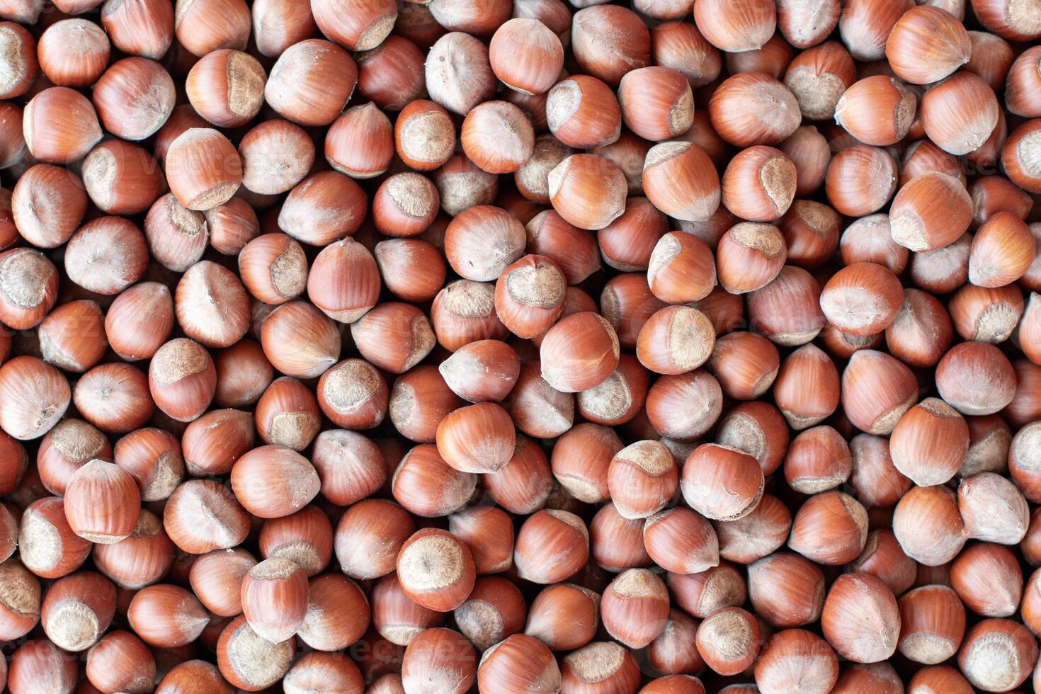 Lots of hazelnuts scattered on the surface create a textured food background to showcase concepts related to healthy eating, snacking or baking. photo