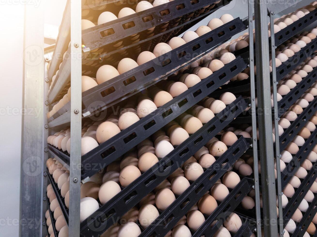 The hatching eggs on the rack egg trolly before incubation process in hatchery industry. photo