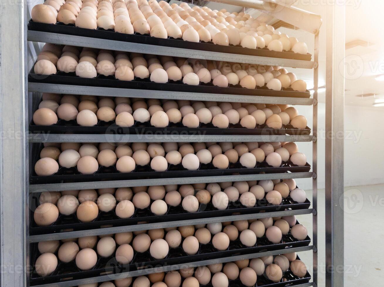 The hatching eggs on the rack eggs trolly before incubation process in hatchery industry photo