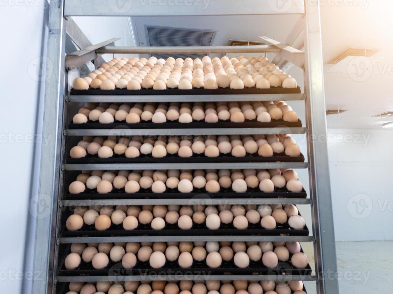 Hatching eggs on the rack egg trolly before incubation process in hatchery industry. photo