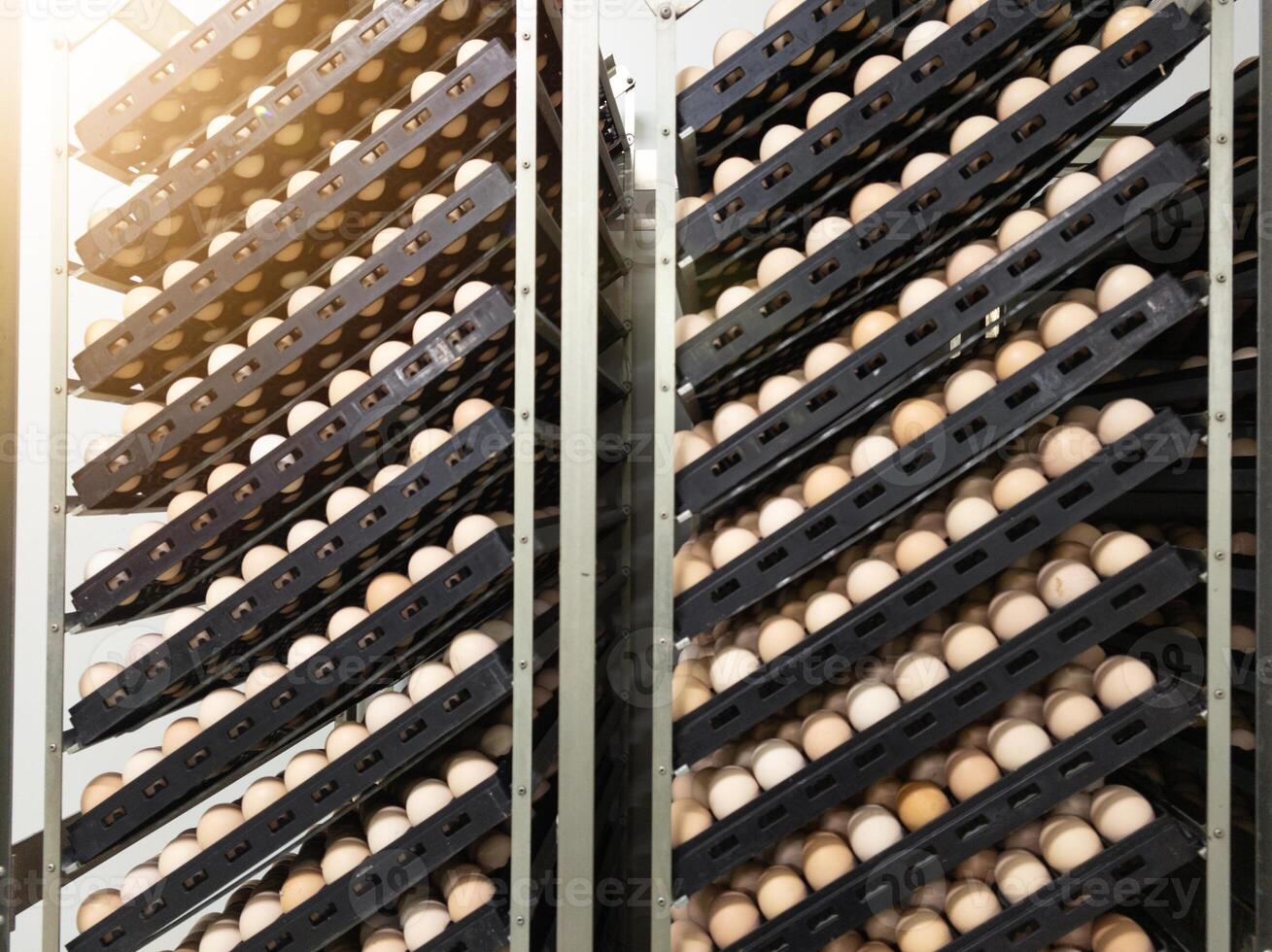 The hatching eggs on the rack egg trolly before incubation process in hatchery industry photo