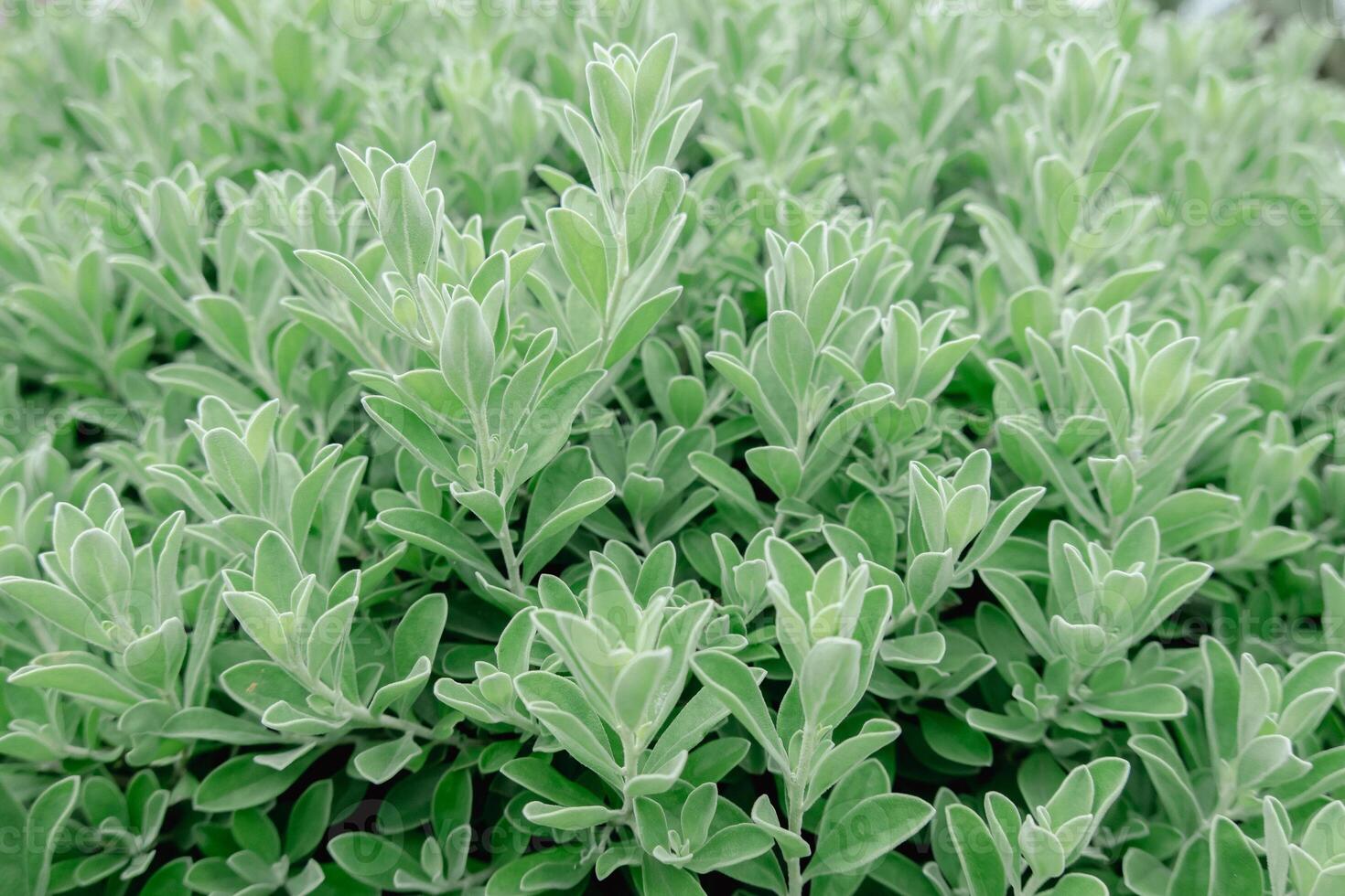 Close up small green leaves. Natural background photo