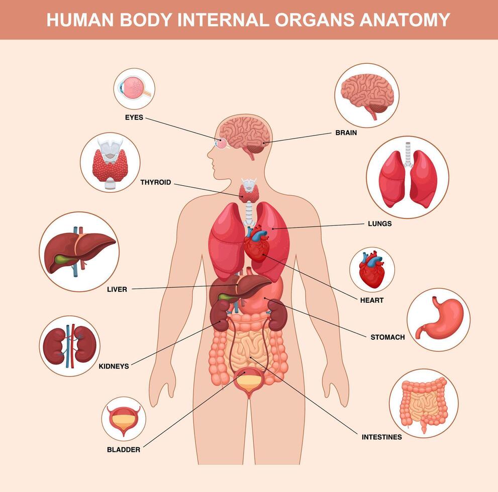 Diagram of human internal organs vector