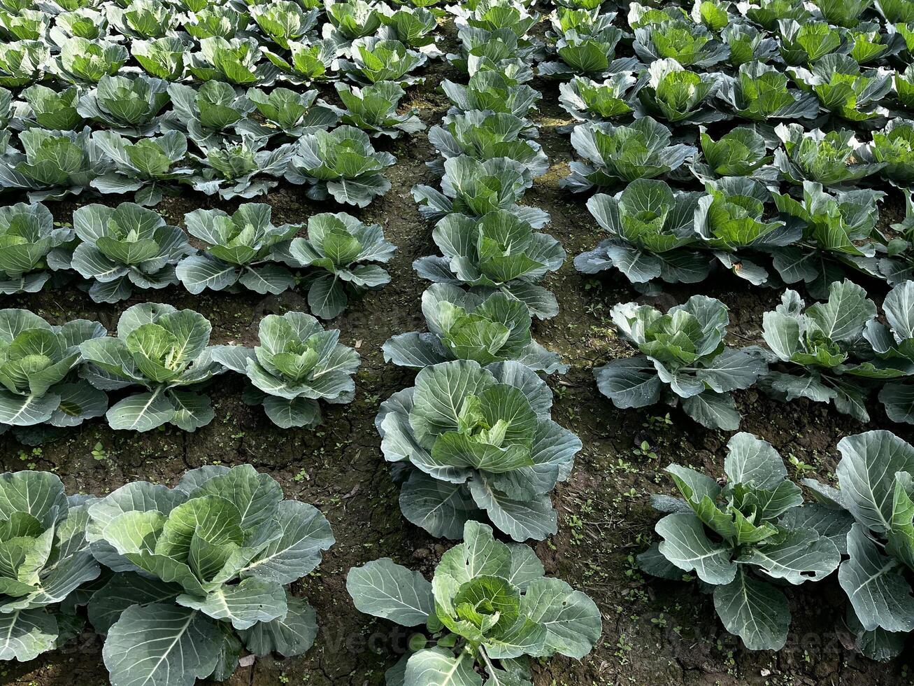 Cabbage in the field. photo