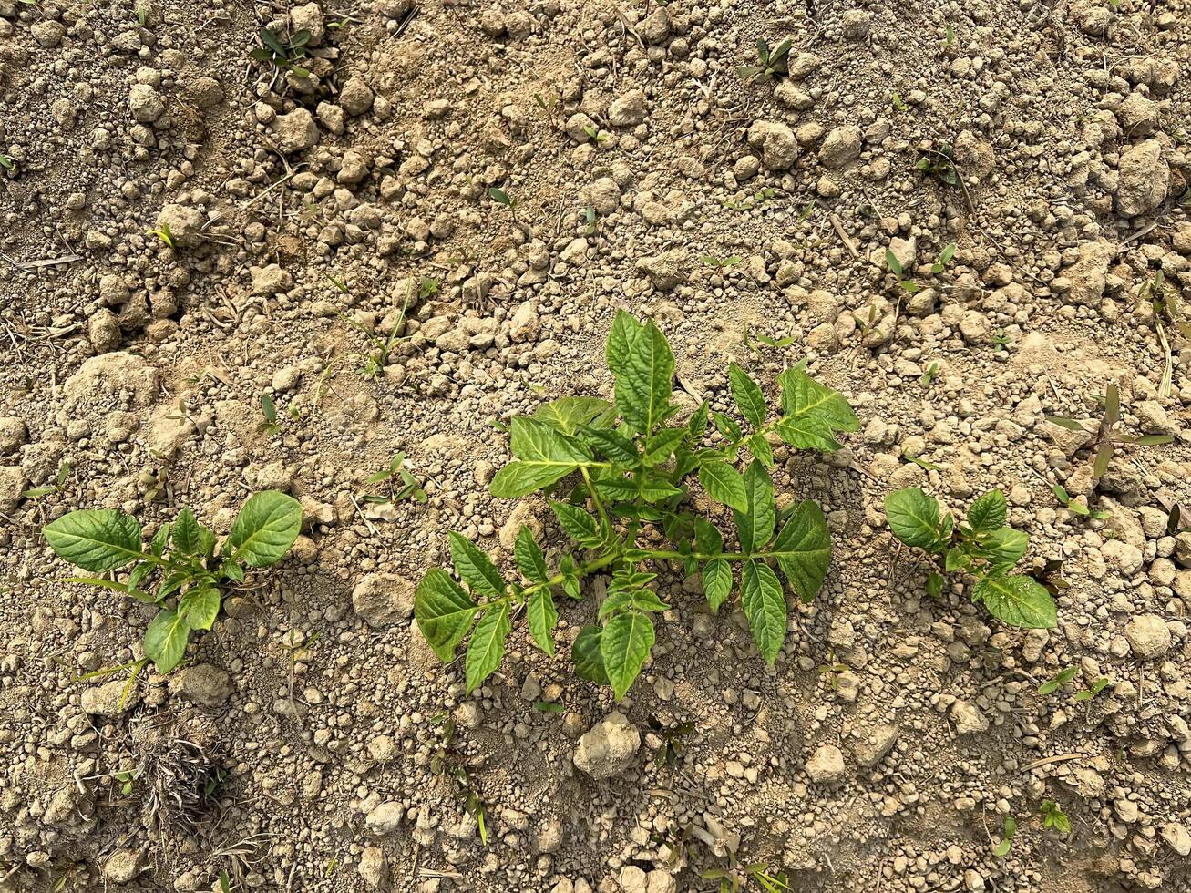 The potato plants have just emerged. photo