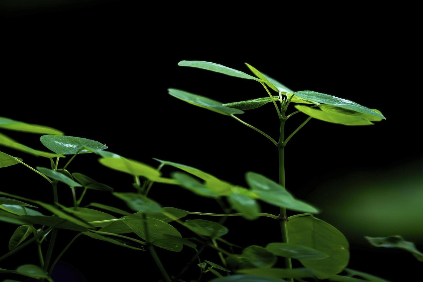 Close-up of a plant with vibrant green leaves against a dark background photo
