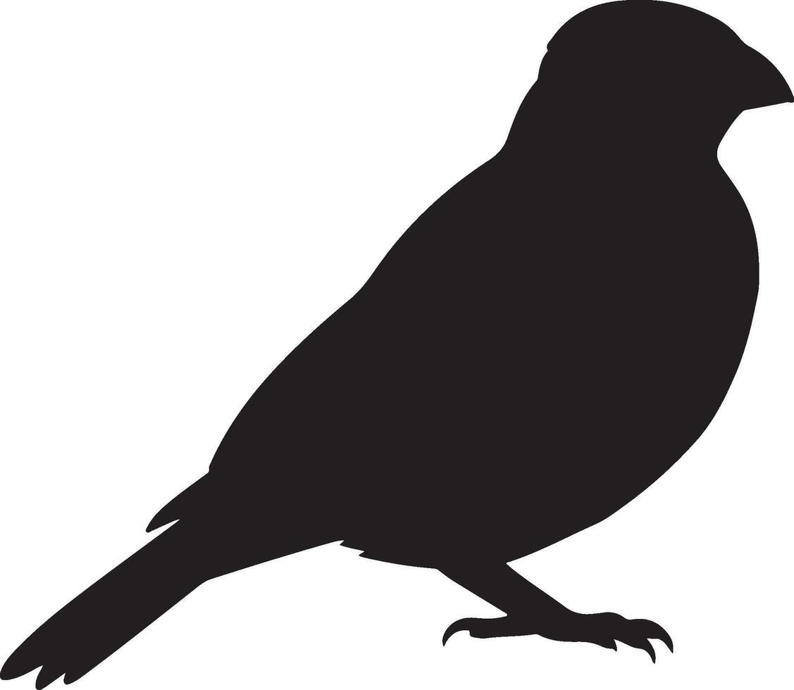 Javan Myna Solid Black Silhouette vector