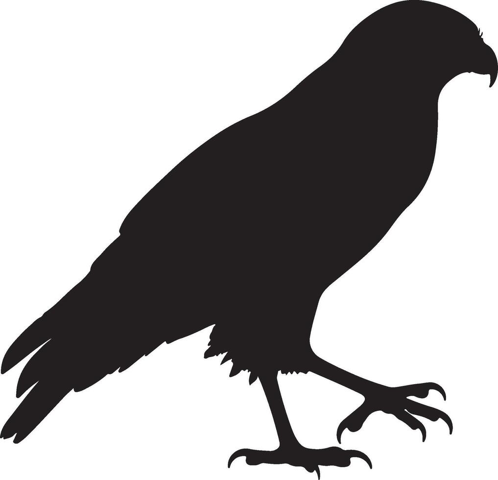 Pale Chanting Goshawk Solid Black Silhouette vector